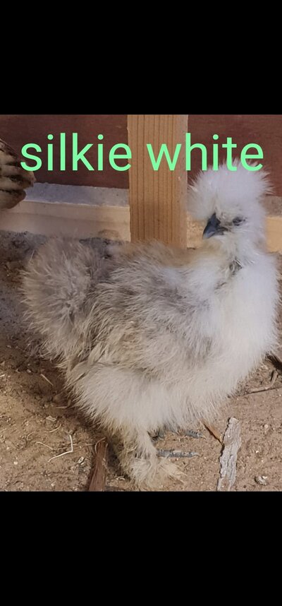 13 - White Silkie.jpg