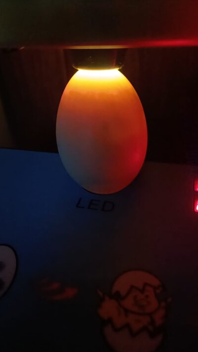Duck egg 1.jpeg