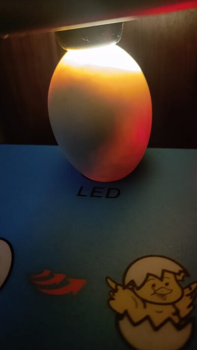 Duck egg 3.jpeg