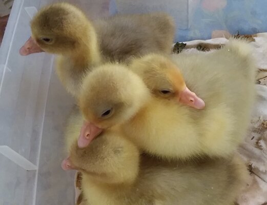 4 goslings 1 week old.jpg