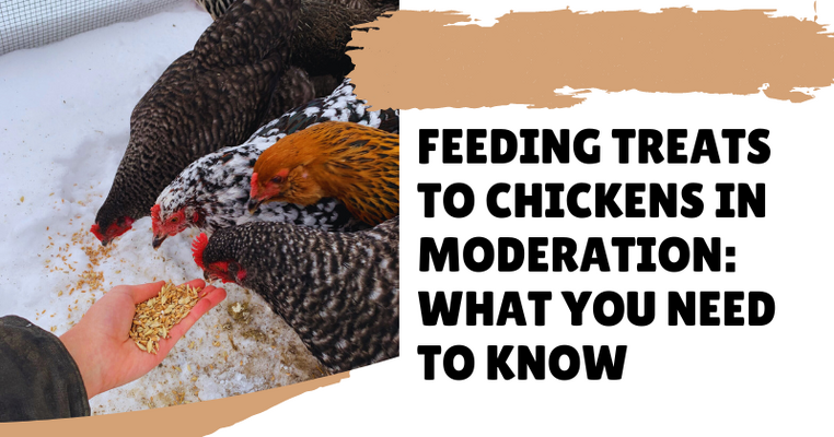 Feeding Treats to Chickens in Moderation: What You Need to Know