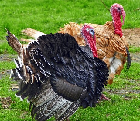 turkey-gfffa89a92_640.jpg