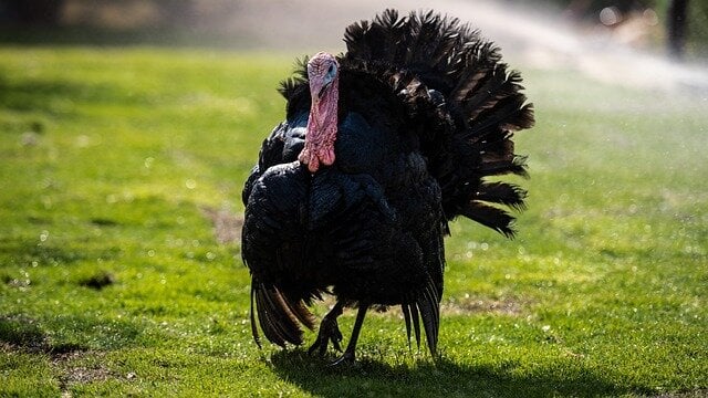 Raising Turkeys for Meat vs. Keeping as Pets