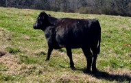 angus heifer.PNG