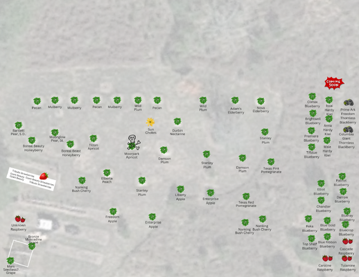 Orchard (2).png