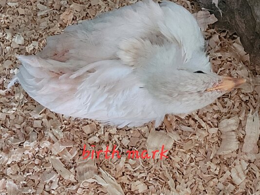 20230419_130659.jpg