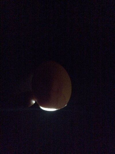 Tomatilla-egg.JPG