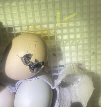 704A0F79-23CB-40AB-A06E-D338778ED5AE.jpeg
