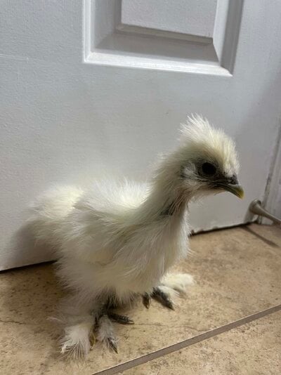 Cotton B.jpg