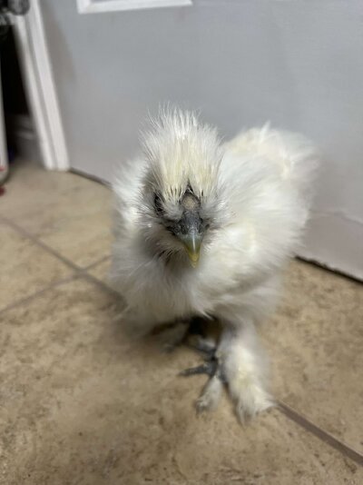 Cotton C.jpg
