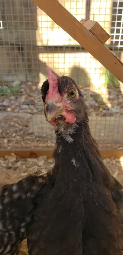 Blue Copper Marans 1.jpg