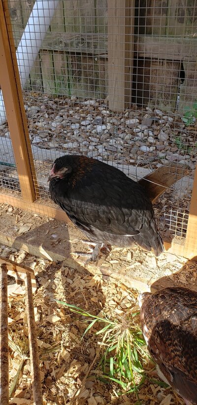 Blue Copper Marans 2.jpg