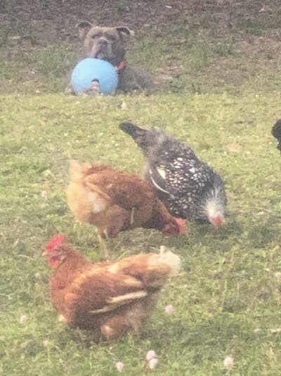 Rowdy with some hens.jpeg
