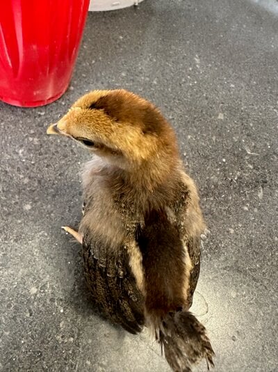 chick 2 brown.jpg