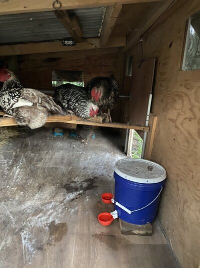 coop with water bucket and feeder bowls.jpeg