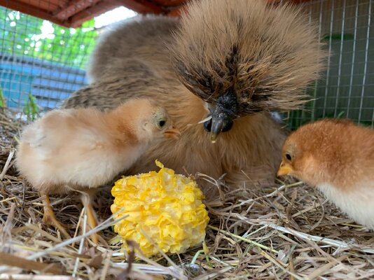 2022_broodies_babies_landfowl_3.jpg