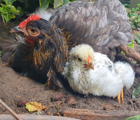 2022_broodies_babies_landfowl_4.jpg