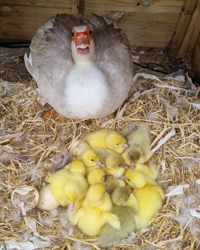 2022_broodies_babies_waterfowl_1.jpg