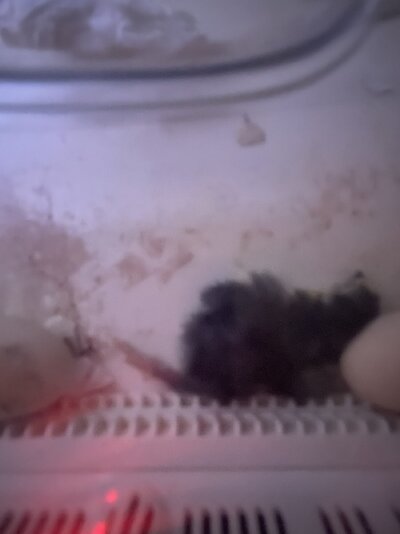 74F9DBD6-3E85-4623-A7C1-4F89950ED9D7.jpeg