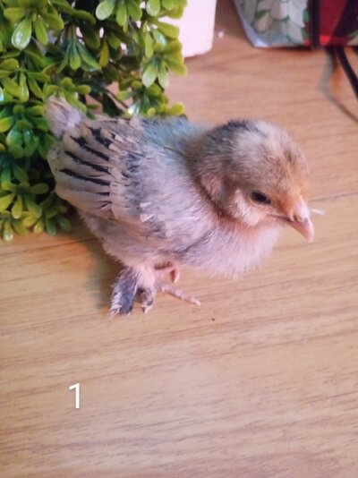 Chick 1.jpg