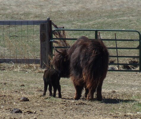 Hailey's calf born 428-2023 001.JPG
