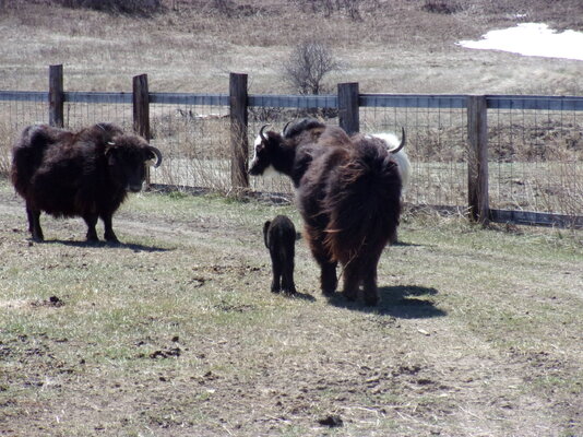 Hailey's calf born 428-2023 005.JPG