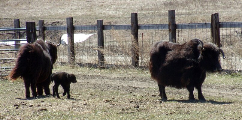 Hailey's calf born 428-2023 006.JPG