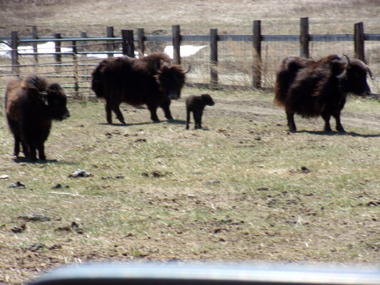 Hailey's calf born 428-2023 007.JPG