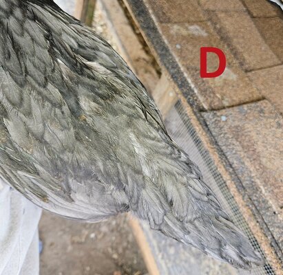 D gray outside tail.jpg