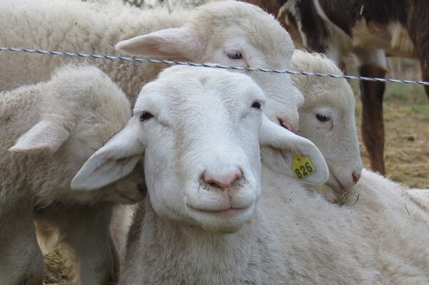 zinniaandlambs.jpg
