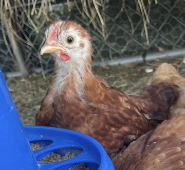 Screenshot 2023-05-04 at 7.52.36 AM.png