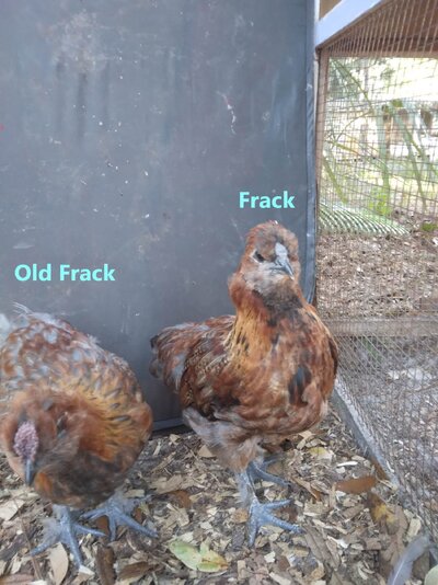 Frack&OldFrack.jpg