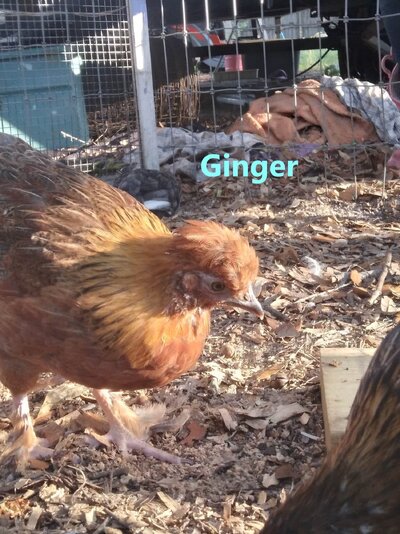 Ginger2.jpg