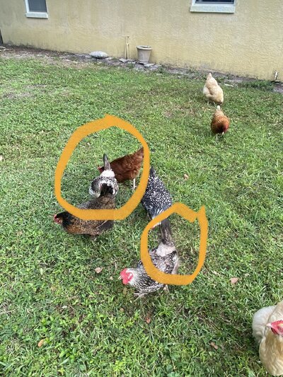 highlighted molting.jpeg