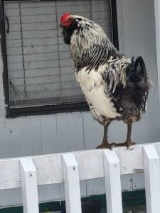 Chicken Joe.jpg