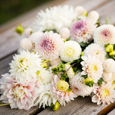 dahlia-romantic-mix-hol-2.jpg