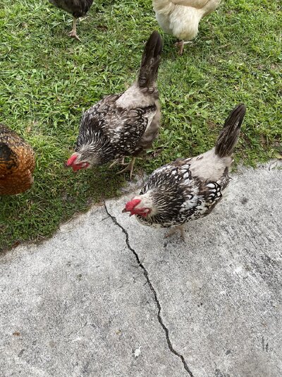 close up molting 4.jpeg
