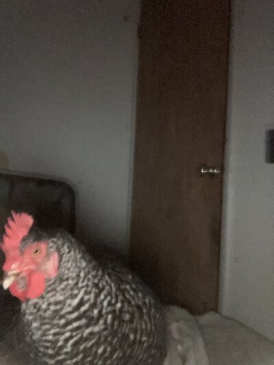 image.jpg