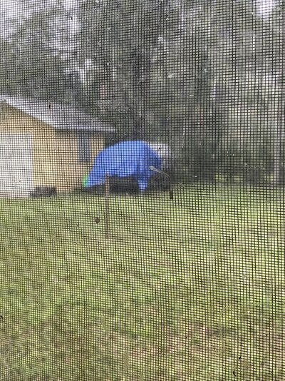 coop trailer tarped right befor rain.jpeg