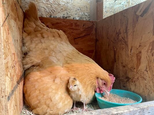 mom&chick2.jpg