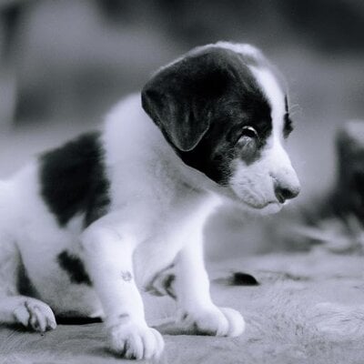 Create a picture of a black and white small puppy. (1).jpg