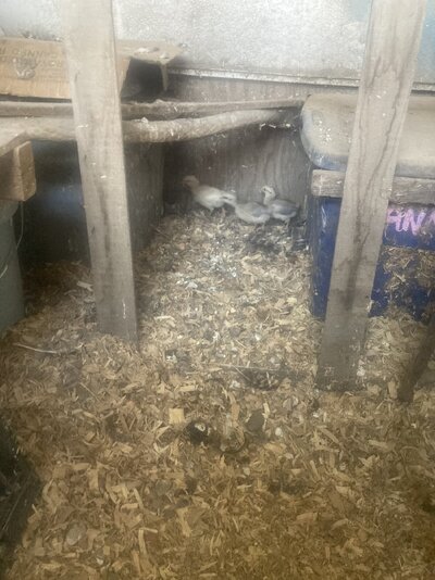 IMG_3103.jpeg