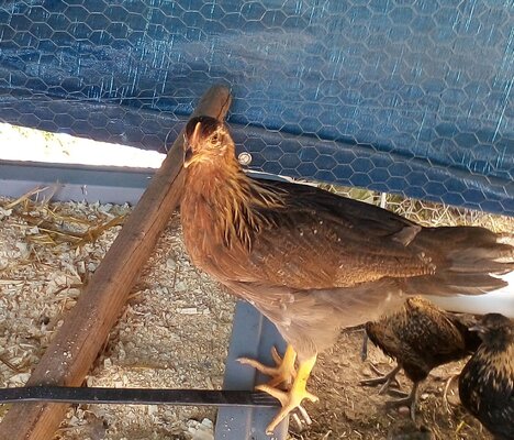 what chicken.jpg