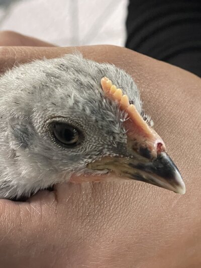 Chonk Beak 2.jpg
