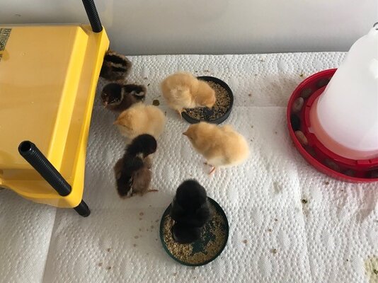 Baby chicks.jpg