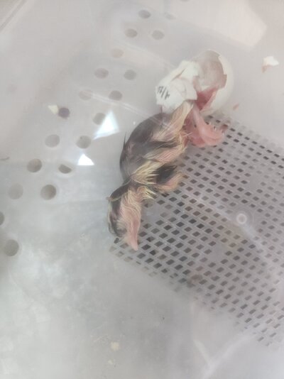 Resized_20230518_151710.jpeg