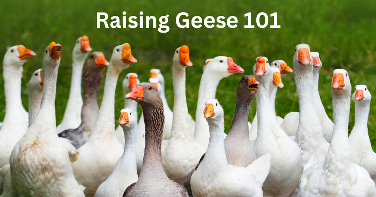 Geese.png