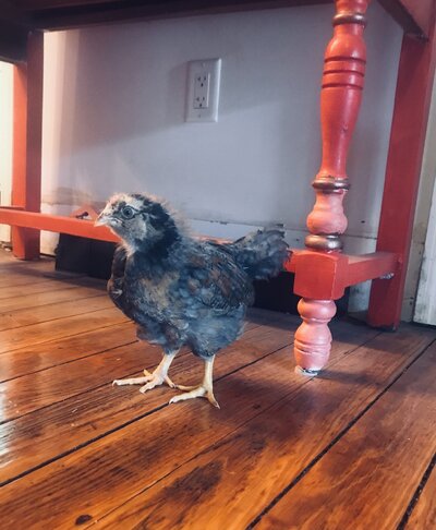 baby owlsey.jpeg