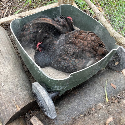 dusting in bin chooks.jpg