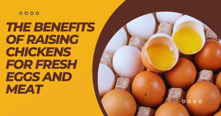 The Benefits of Raising Chickens for Fresh Eggs and Meat